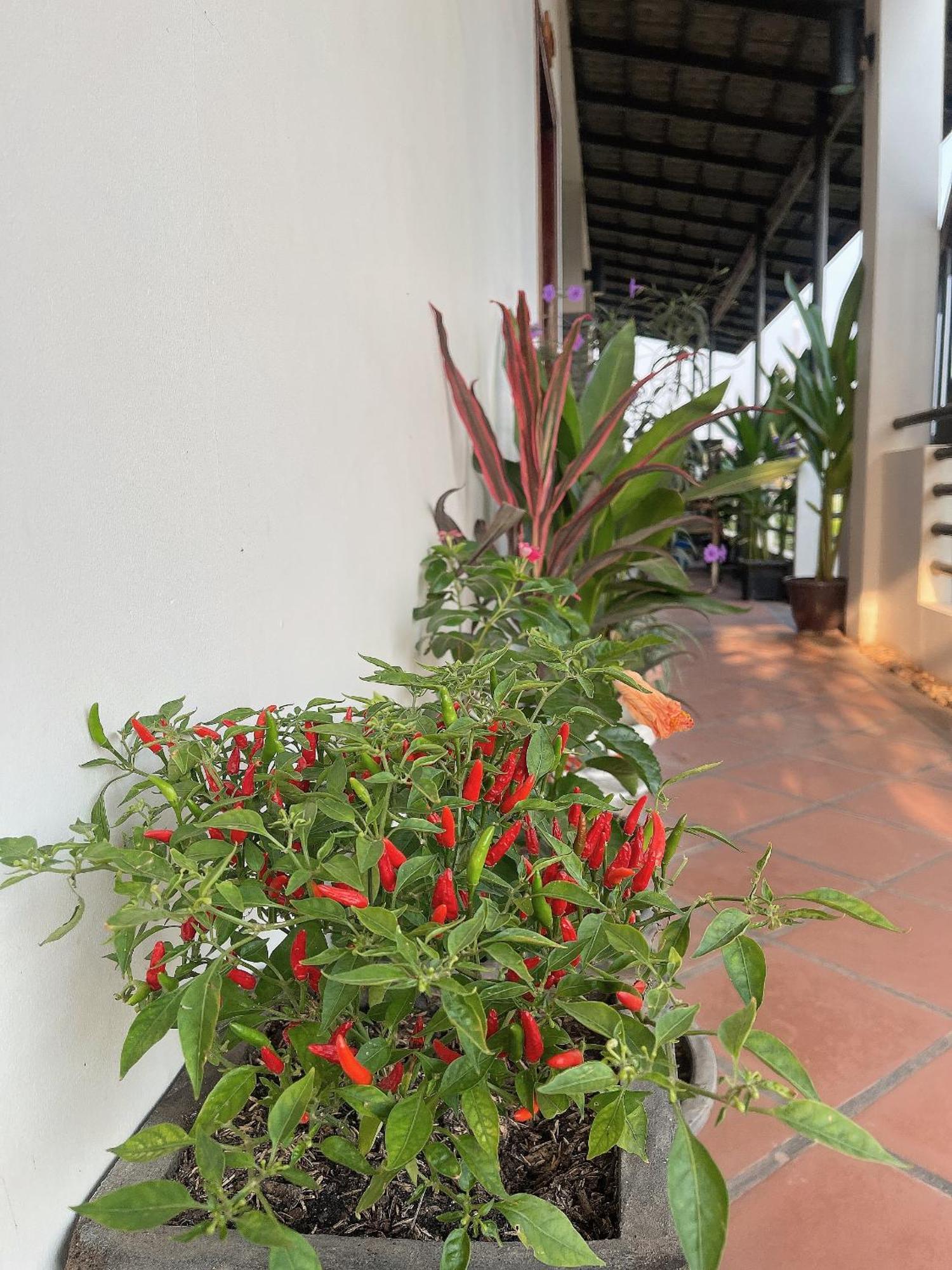 Sunset View Guest House Siem Reap Exteriér fotografie
